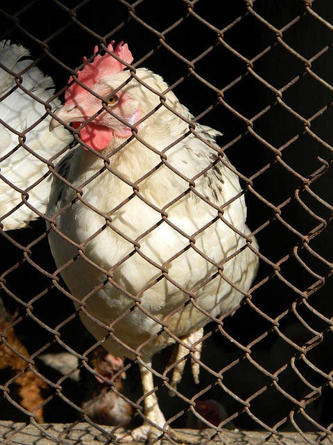 是将米兰踢 是将米兰踢